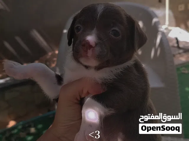 جرو شيواوه لبييع اقرا وصف