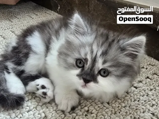 سنورين للبيع