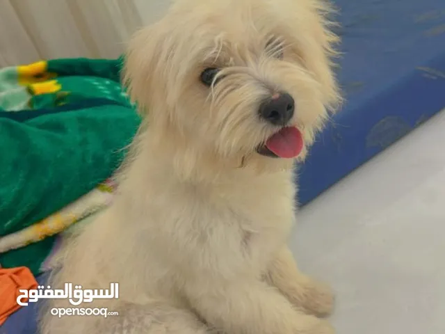 كلاب نضيف صغير حلووو