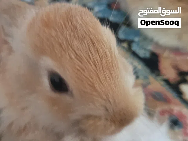 ارنبين جميلات للبيع