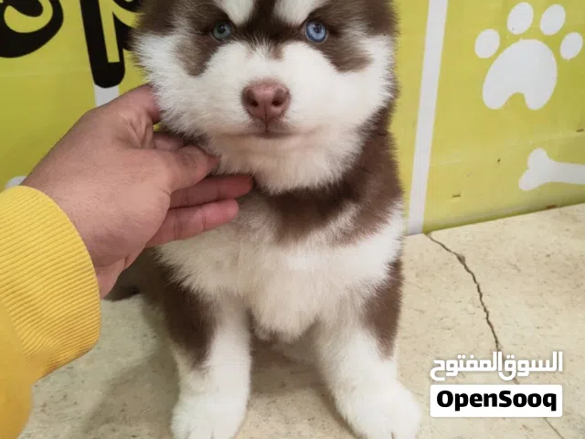 اجمل جرو هاسكي ممكن تشوفه مستوي متميز