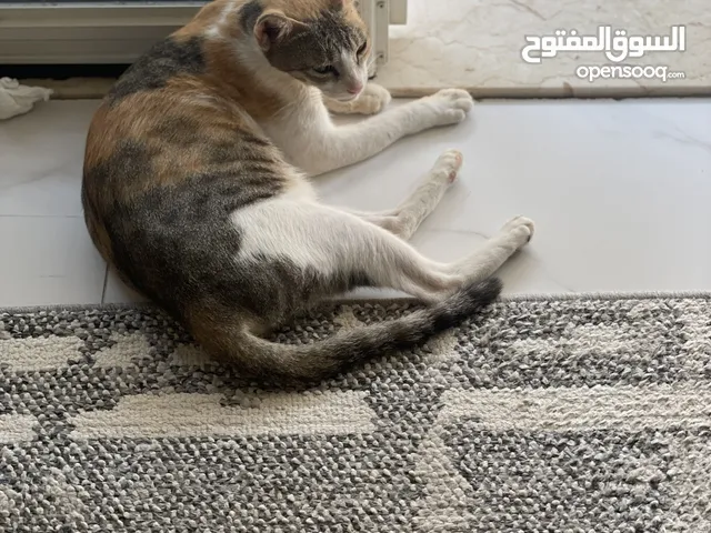 قط شارع للتبتي بعمر 8 سنوات