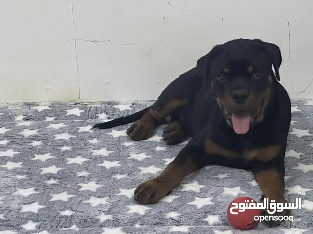 انثى روت وايلر 4شهور ونص مستوا جداً عالي
