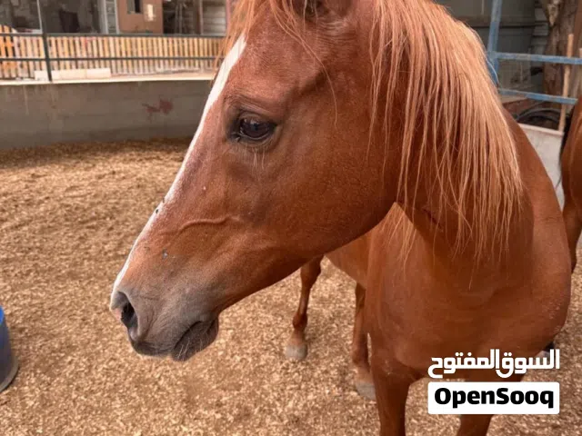 خيول عربيه للبيع
