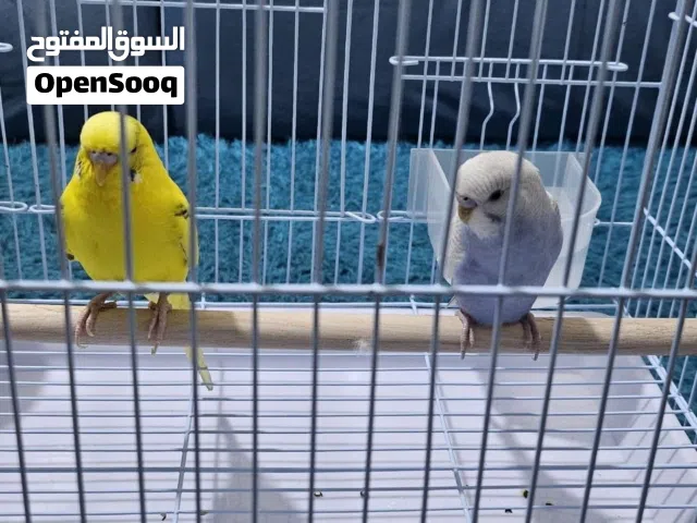 طيور بادجي زوج ذكر وانثى
