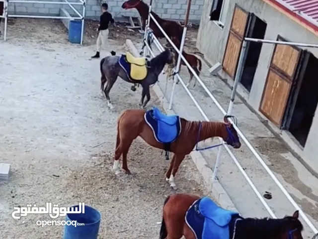 اسطبل خيول للايجار في الزرقاء