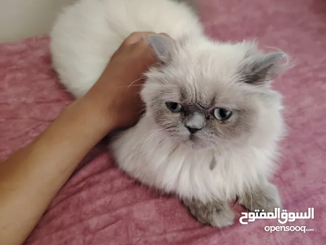 بسه بسعر نار