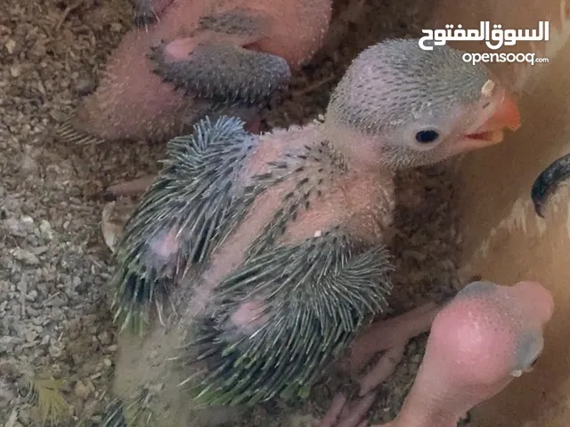 ببغاء الدرة