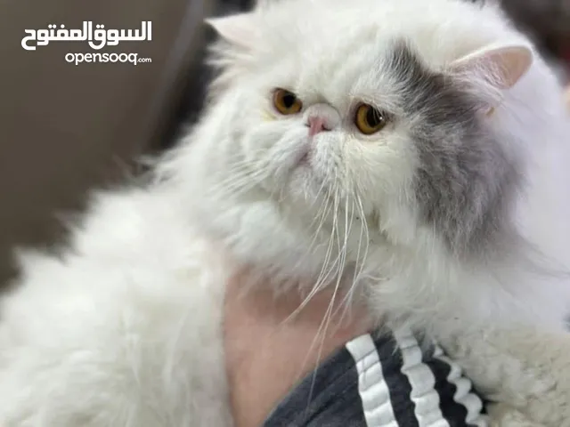ذكر لتزاوج او بيع