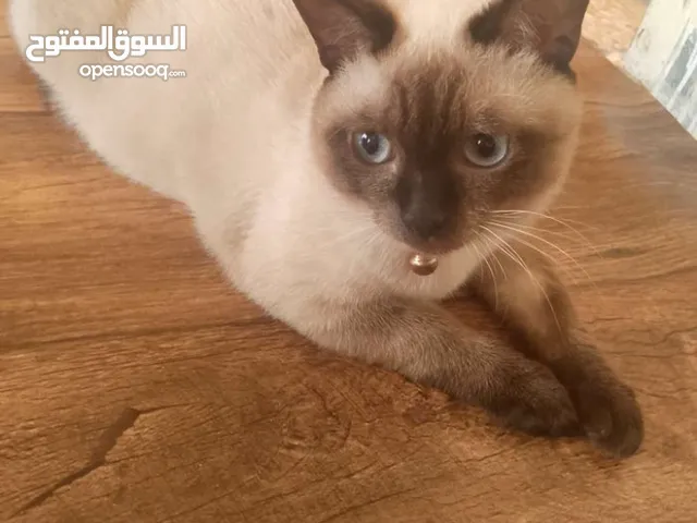 قطة سيامي عمر 7 اشهر