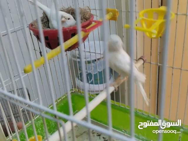 طيور مشكله للبيع ويوجد طيره دره ام فراخ هندي سوبر جامبو مات فحلها طيرة بالصلاه على النبي صحة ونضافة