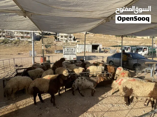 أضاحي عيد الاضحى