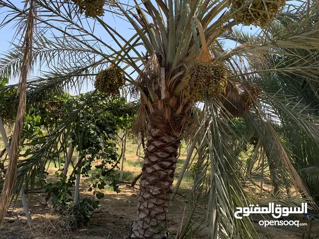 نخيل نوع خضوري