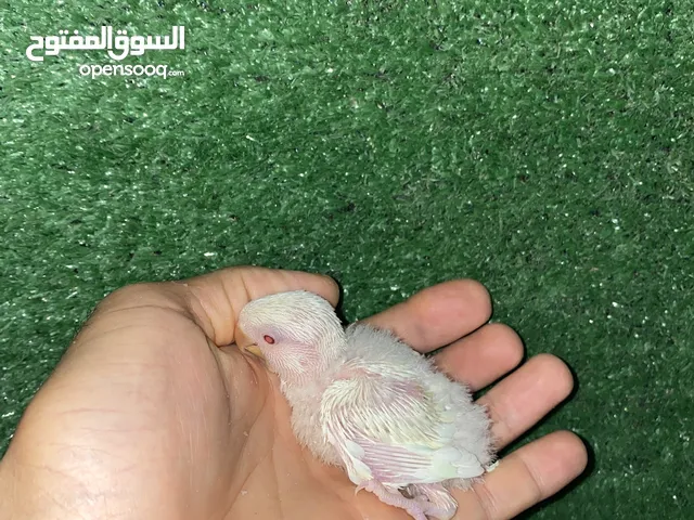 انتاج البينو عين حمرا للترويض