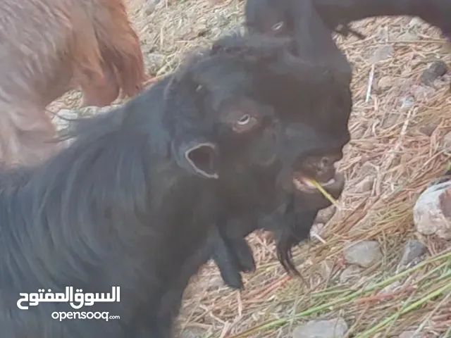 بالصلاة على النبي تيس شامي نخب للبيع
