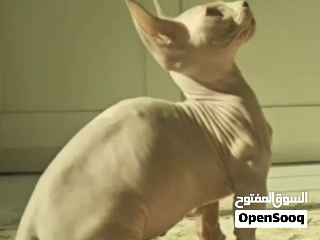 قط السفنكس بيور من فصيله نادره قزم لعوب جدا جدا جدا