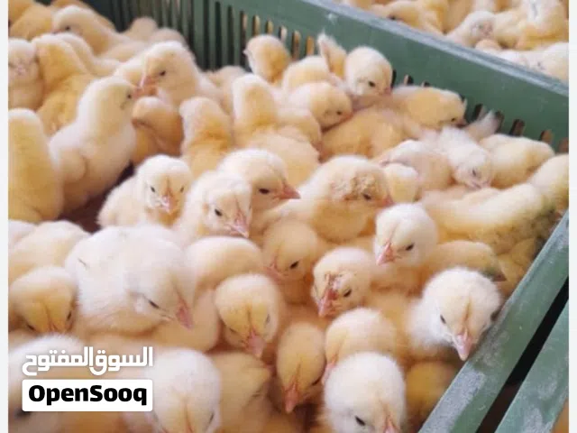 صوص لاحم للبيع