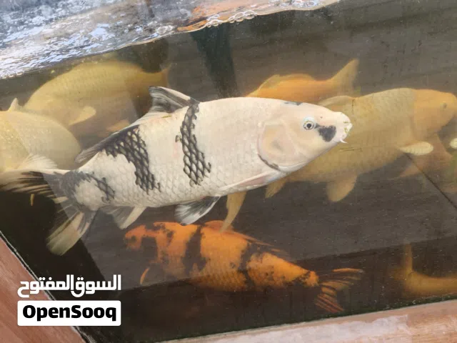 Premium Japanese Koi Fish