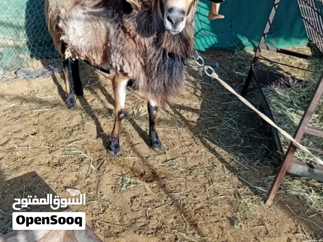 كبش و وعل إضاحي العيد