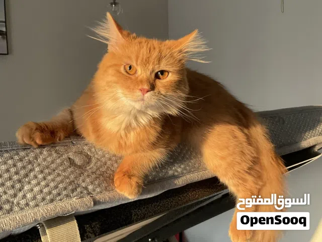 Cute Orange Persian Cat One Year Old