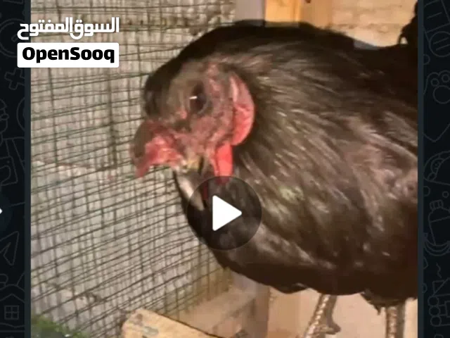 ديج للبيع العمر سنه