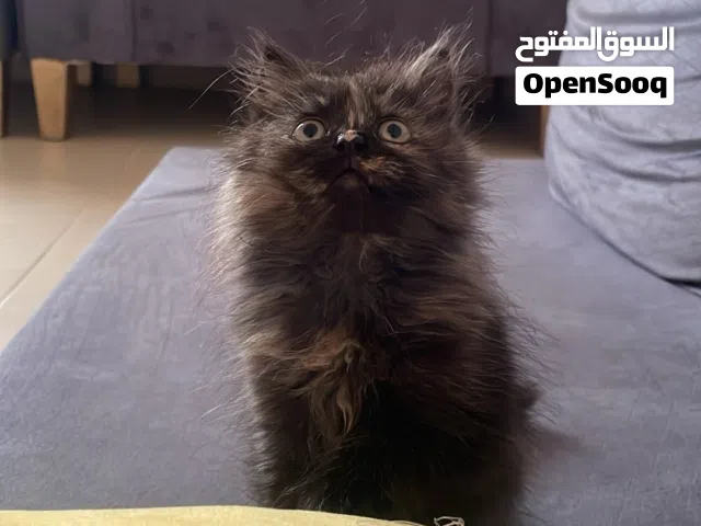 قطط شيرازيه صغيرة للبيع