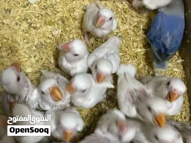 روز عين حمره ترويض