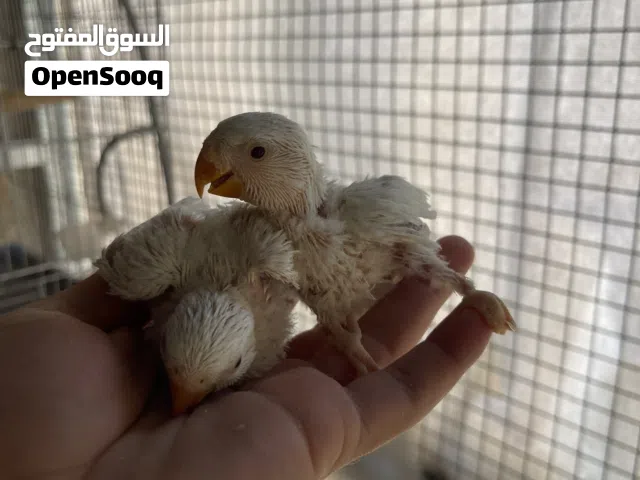 كوبيه فيشر و انتاج روز