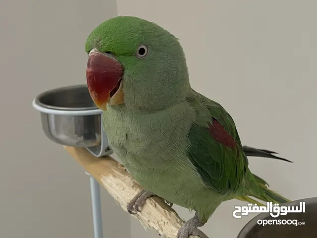 ببغاء نيبالي