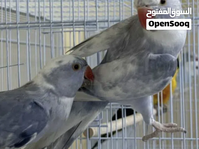 دره ذكر بايد