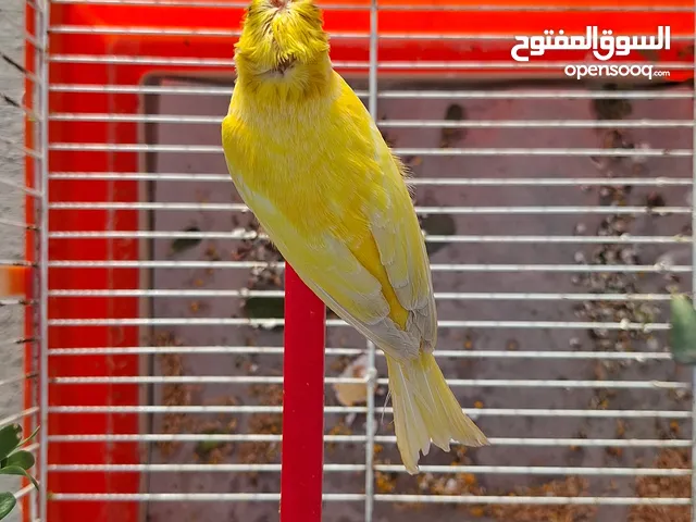 طيره كنار عمر 6 شهور
