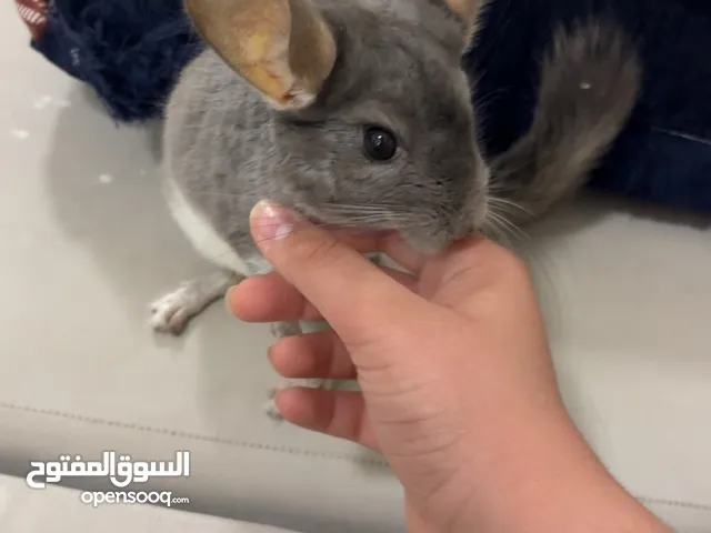 ذكر شانشيلا عمره 5 شهور تقريباً