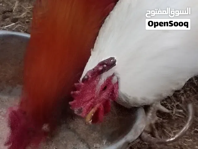 سلام عليكم  ديوجه أقره الوصف