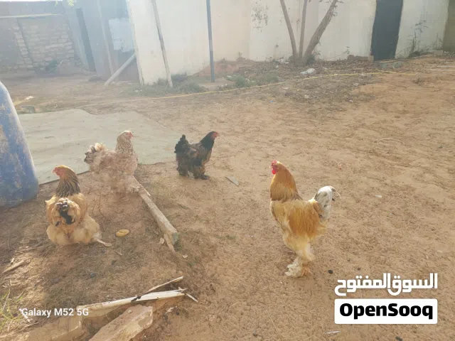 فروج ليموني + دجاج براهما للبيع + 6 دجاج رود عتاتيق ثلاثة عتاتيق وثلاثة عتوقات .
