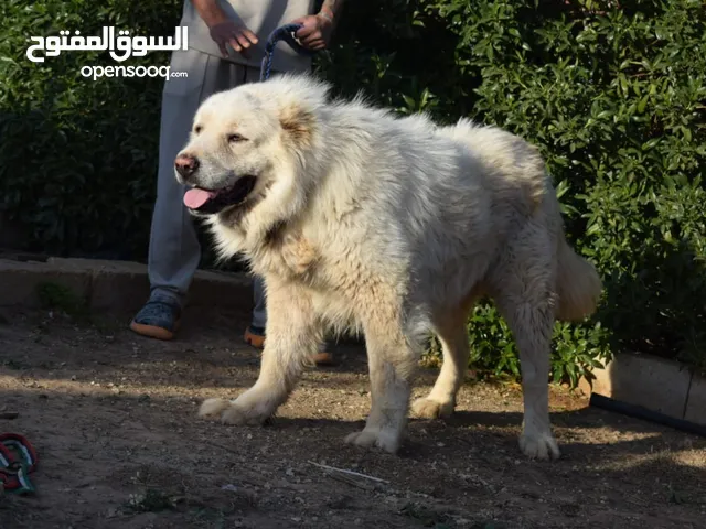 ذكر راعي قوقازي (طفره نادرة)