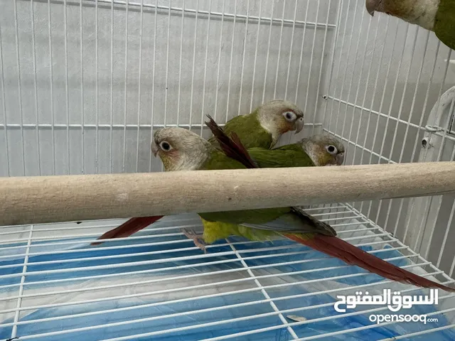 طيور بينبل كنيور , f pineapple conure