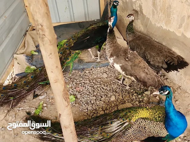 زوجين طواويس