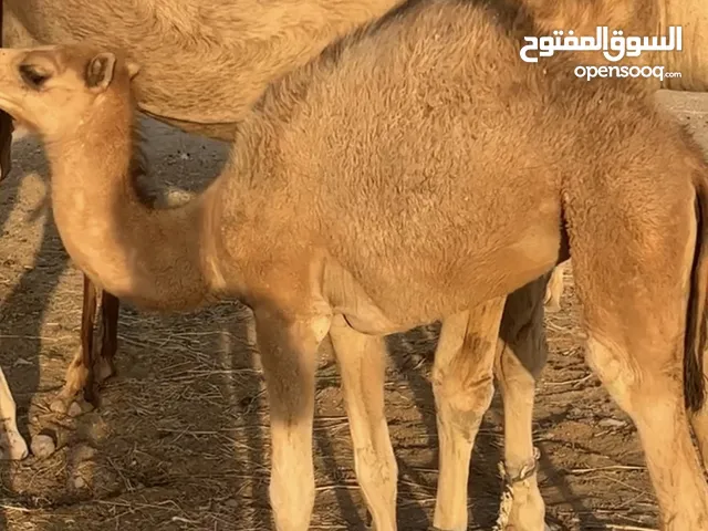 بكره حواره للبيع