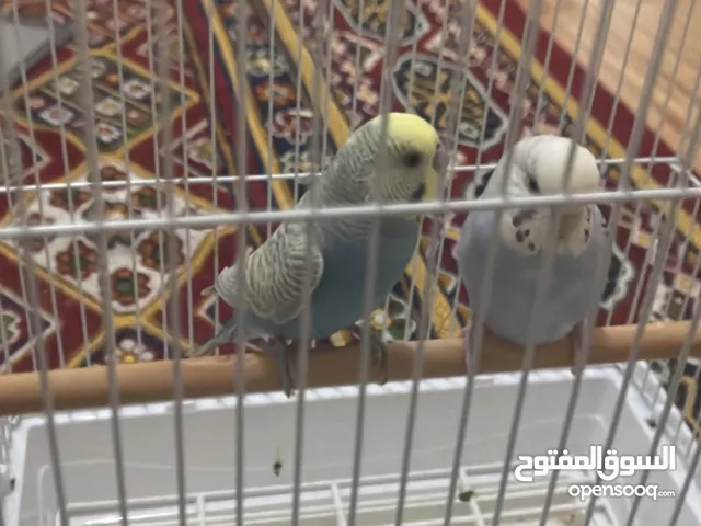 اثنين من البقباء