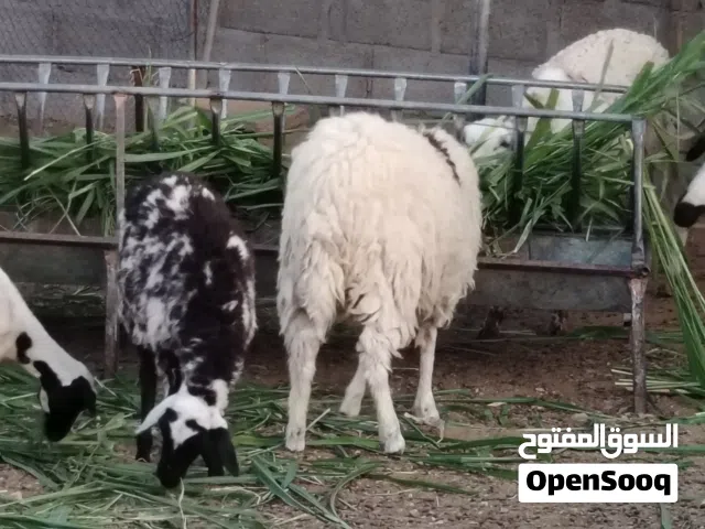 للبيع حملاتو2 تيوس و3 حملات بكر