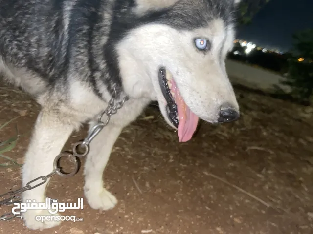 كلبه هاسكي للبدل عحمام