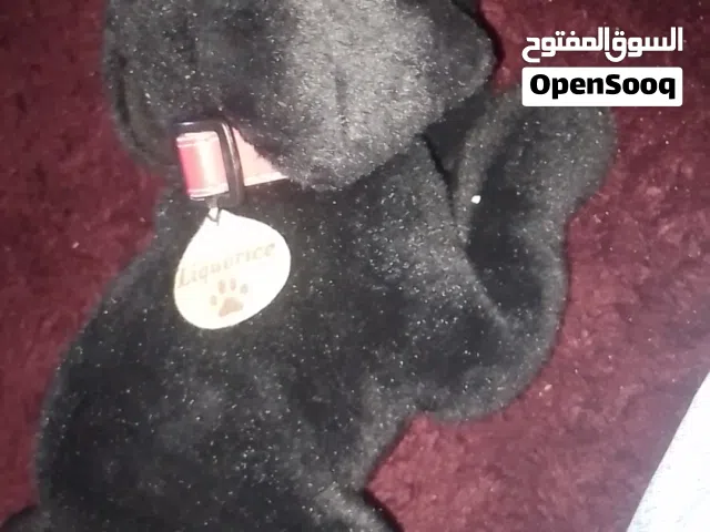 دُمية كلب لطيفة بحالة ممتازة