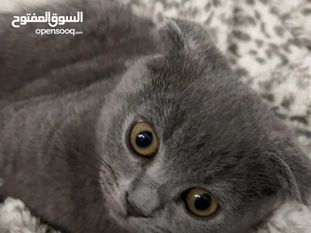 Scottish Fold for sale AED 2500