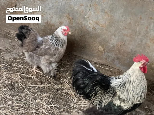 دجاج كوشن العملاق بيور للبيع الوصف مهم