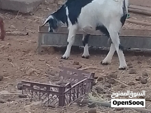 للبيع شات الدار