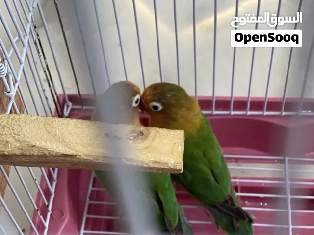 كوبيه بركدلو فيشر تلف في عش قريب دحي