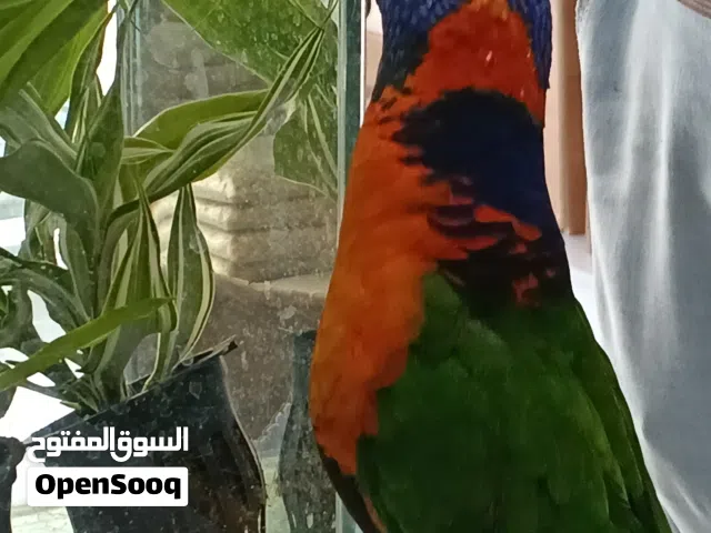 LORIKEET MASHAALLAH  Full Healthy Full Tamed Very Friendly No Biting Looking Beautiful
