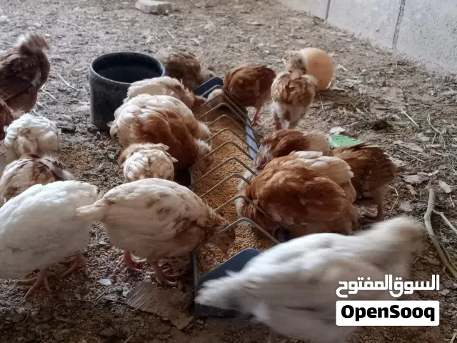 صيصان لوهمان صحه ونضافه