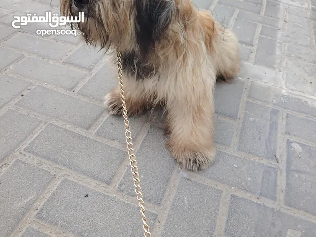 كلب