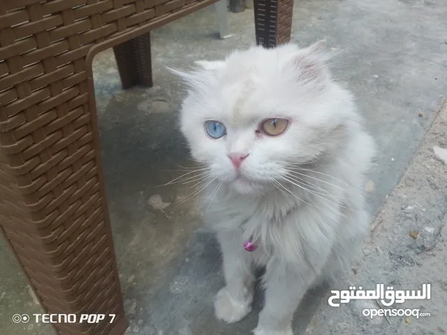 للبيع والبدع العصافير